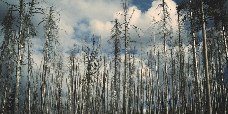 IPv6规模化部署：现状解析、技术难点与禅意般的平滑过渡策略